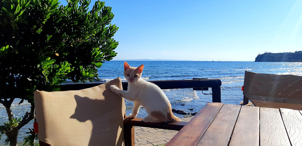 kačiukas, katinas, jūra, Graikija, Tsilivi, Zakintas, Zakynthos, pusryčiai