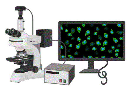 confocal.GIF