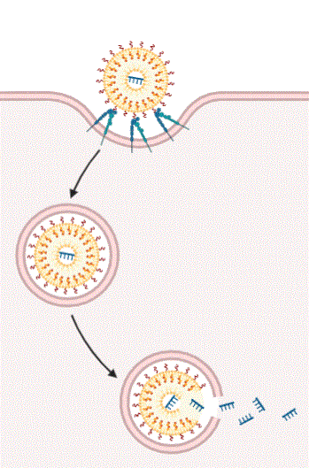 endocytosis.GIF