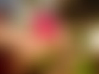 CARAVANA DAS FLORES DISTRIBUI MUDAS NO RIO VERMELHO NESTA SEXTA (23)