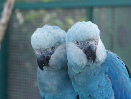 DEPOIS DE MAIS DE 20 ANOS, ARARINHA-AZUL VOLTA AOS CÉUS DA CAATINGA
