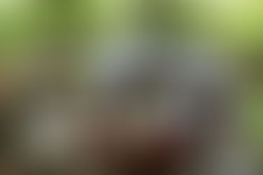 FESTIVAL NOSSOS PASSOS VÊM DE LONGE CELEBRA CAPOEIRA E O MÊS DA MULHER