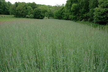 Cereal Rye