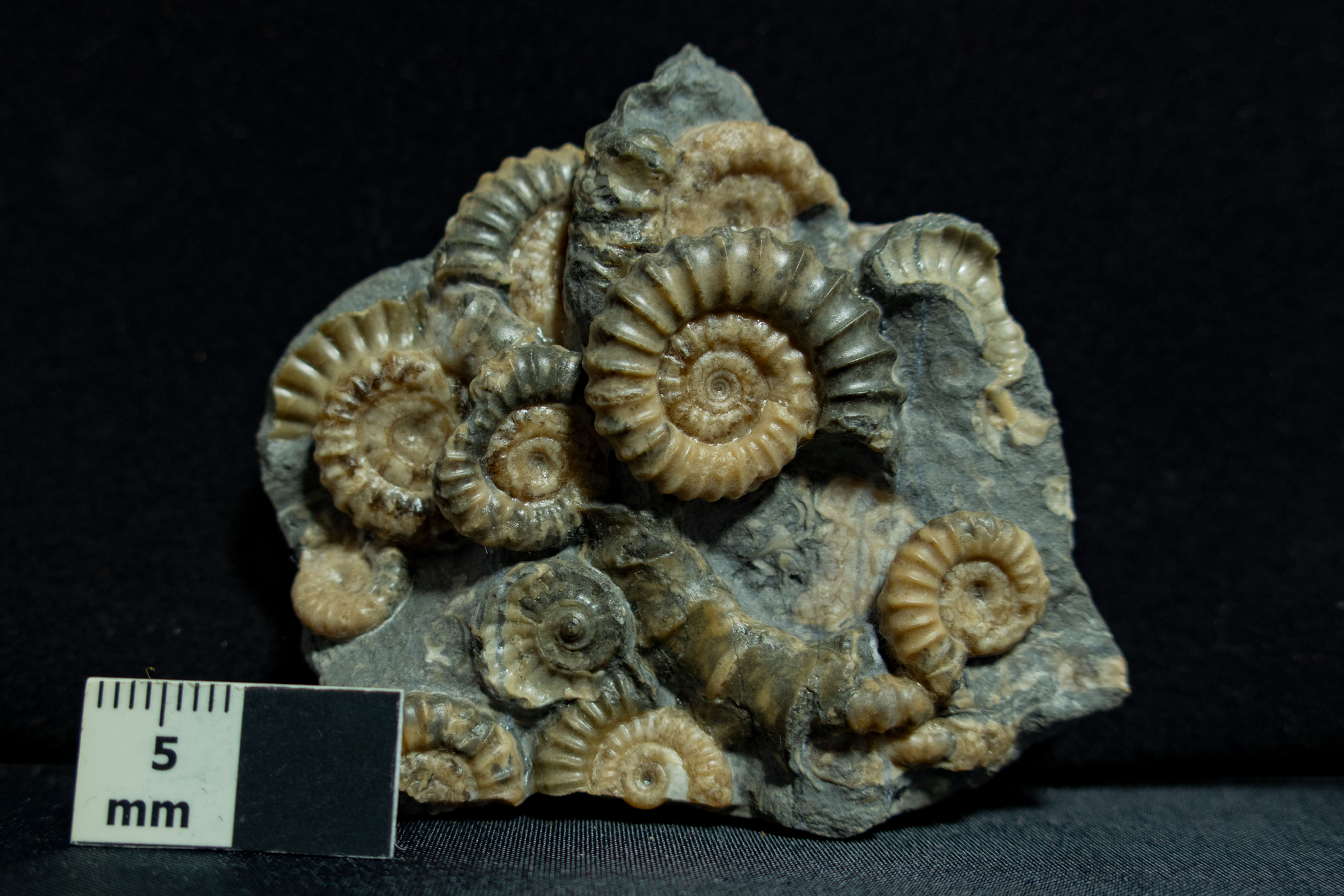 Promicroceras sp. Multipiece