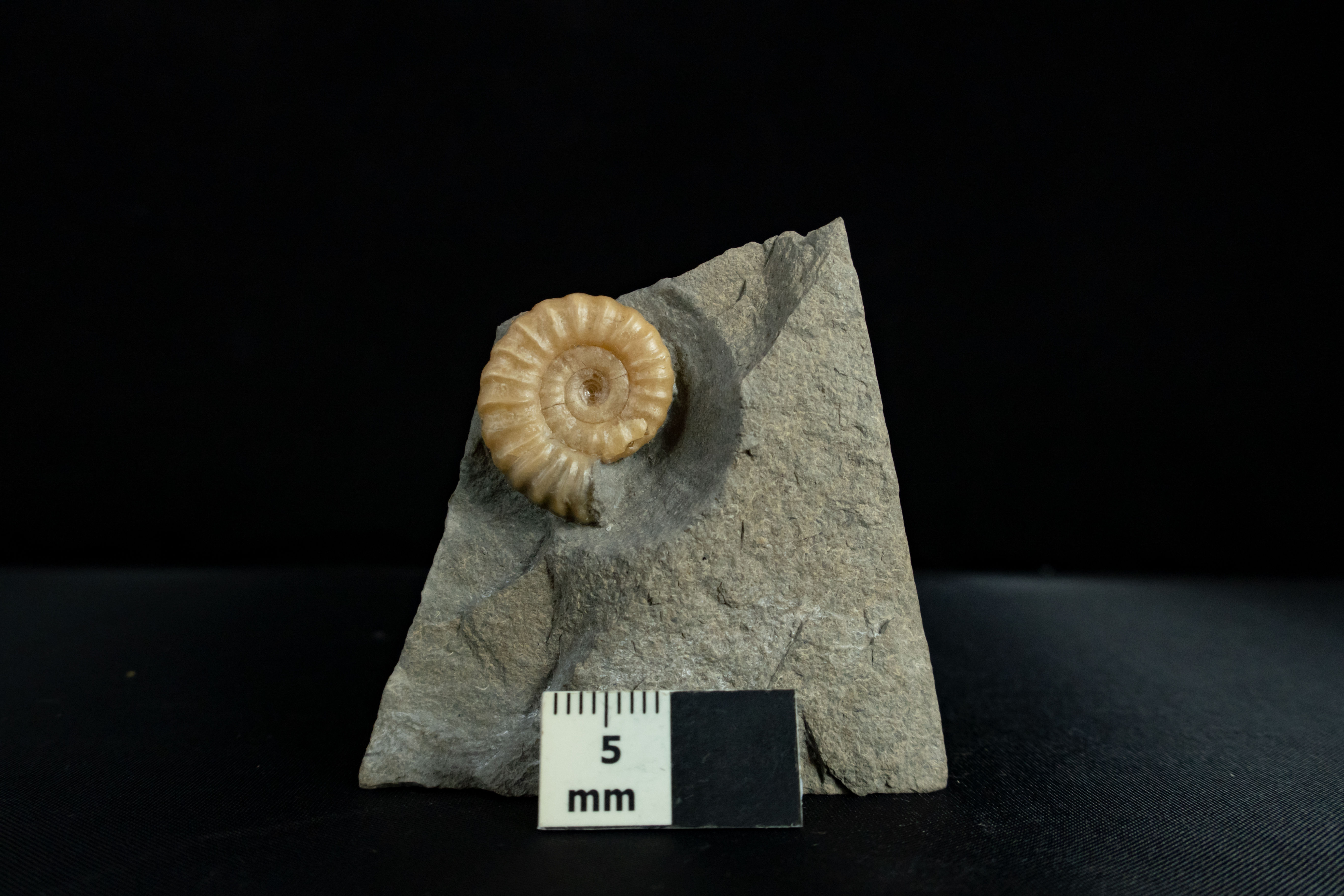 20mm Promicroceras sp. (with shell intact)