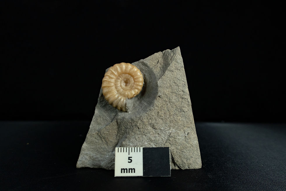 20mm Promicroceras sp. (with shell intact)