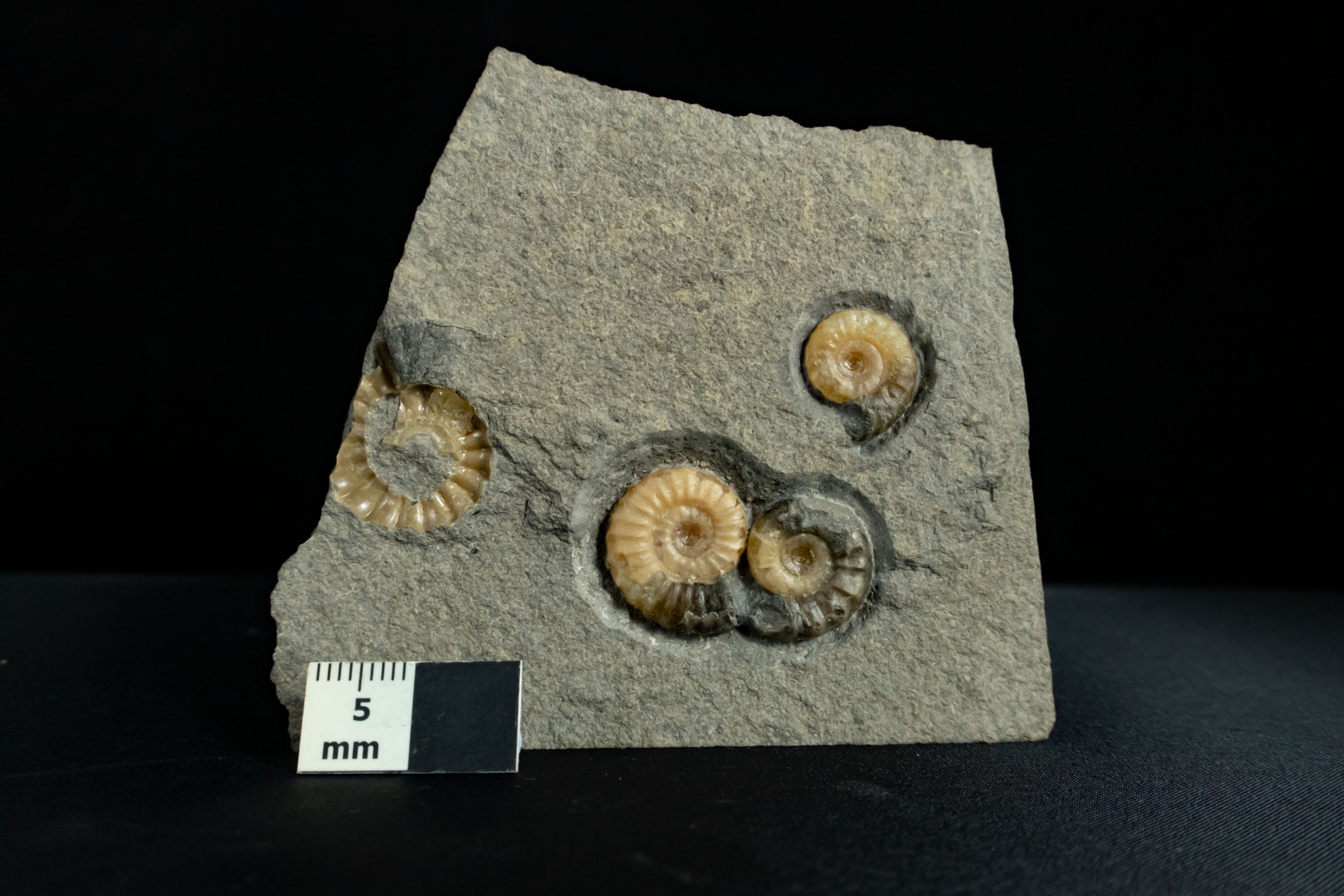 Promicroceras sp. Multi-piece