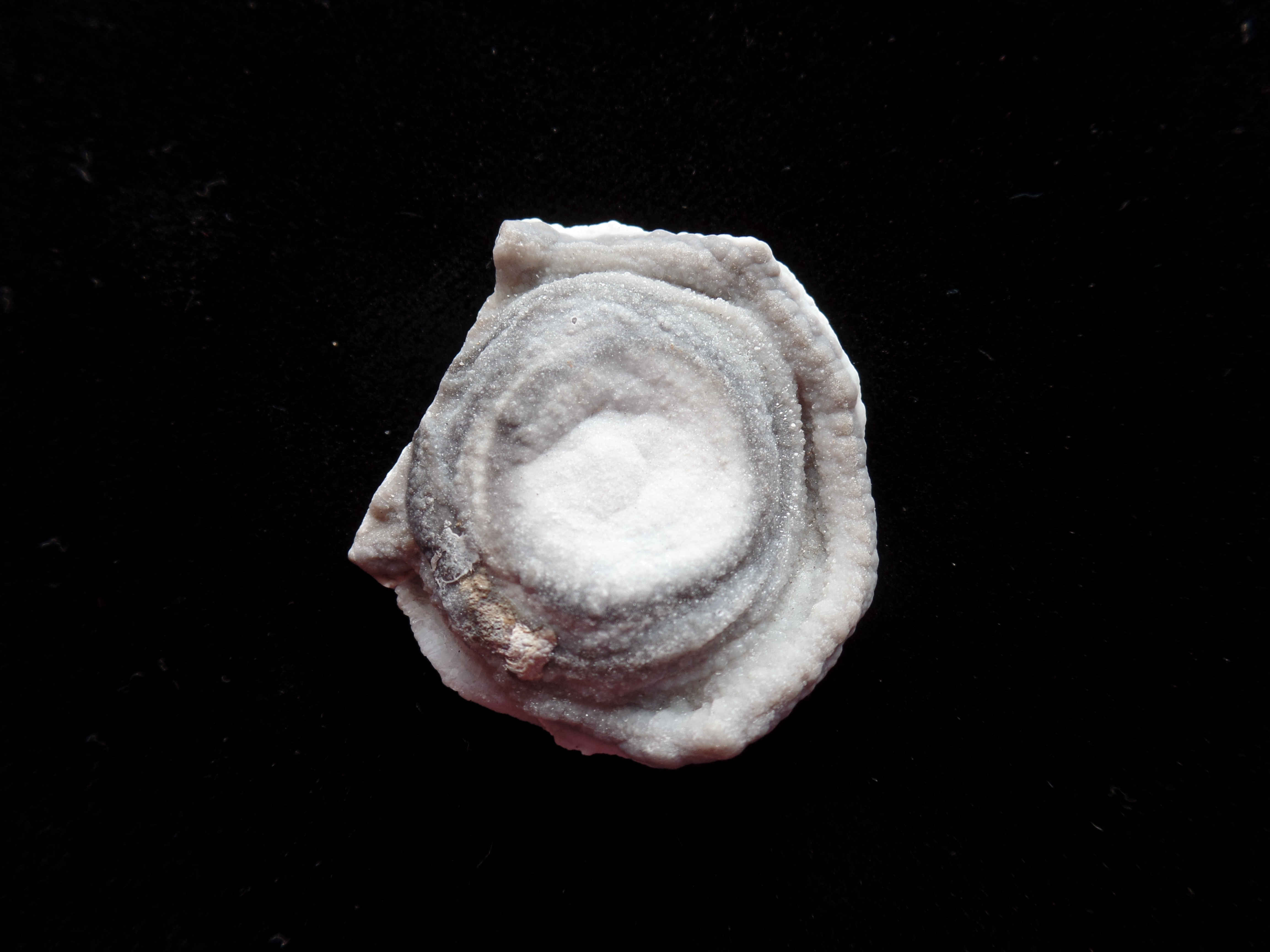 CHALCEDONY ROSETTE