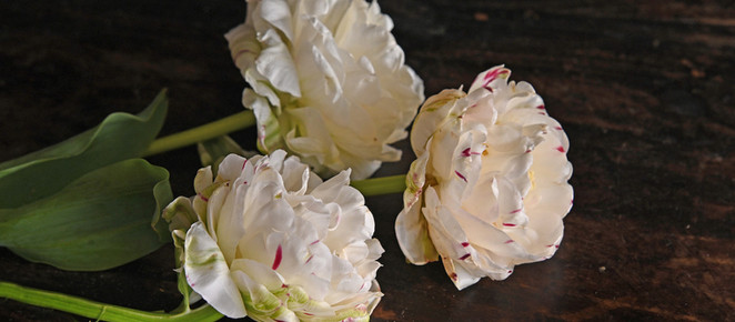 110,000 EURO FOR ONE TULIP | The tale of Tulip Mania