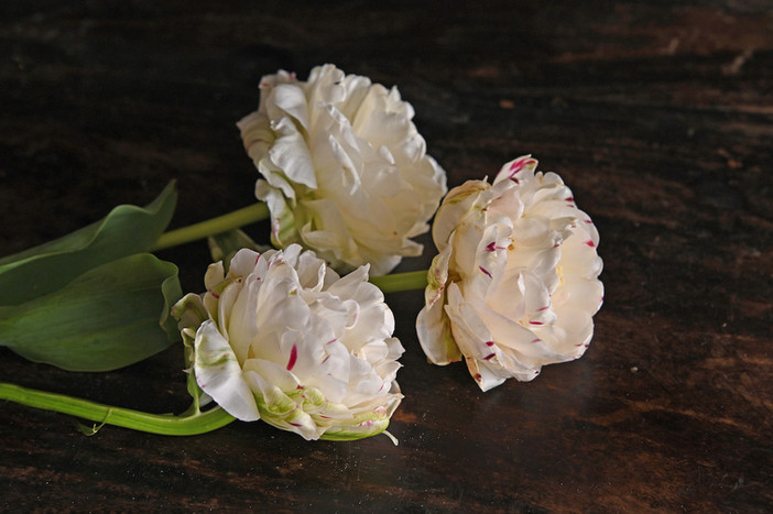 110,000 EURO FOR ONE TULIP | The tale of Tulip Mania