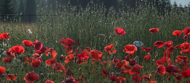 DER HEILKRÄUTERGARTEN IM KRANZBACH und wie man Kräutertinktur (Aqua mirabilis) selber macht