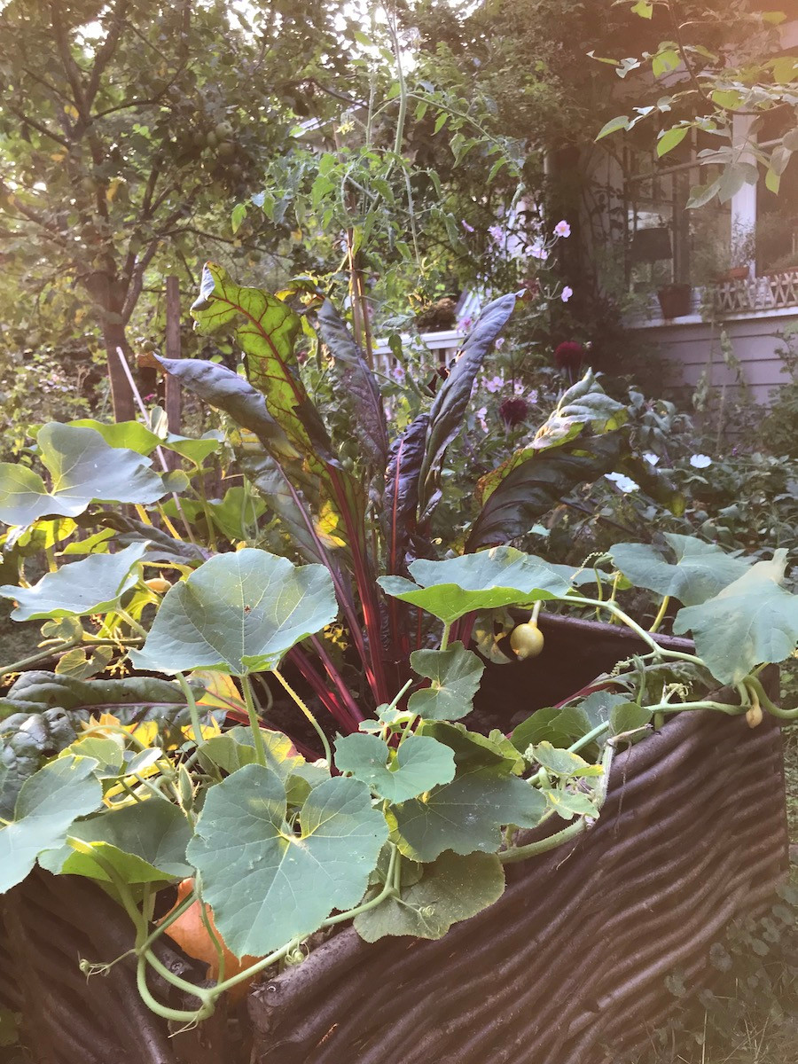 Mangold und Kürbis in Beet im Bauerngarten