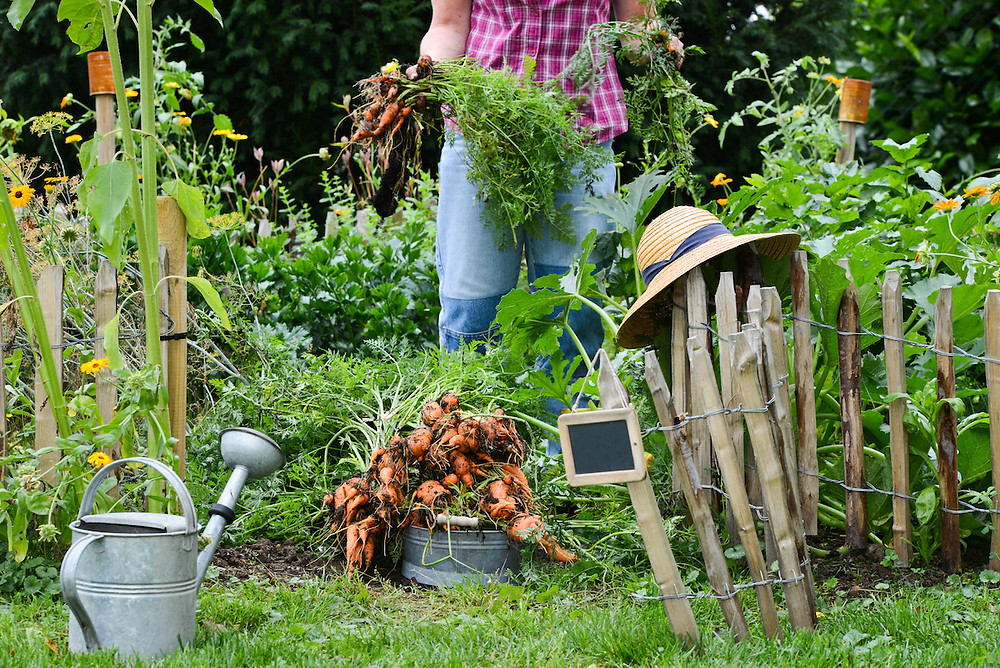 Frau im Bauerngarten mit Karotten
