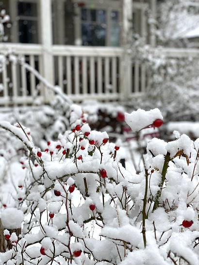 Winter im Garten klein.jpeg