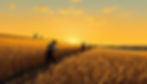 StockCake-Golden Harvest Scene_1756022451.jpg