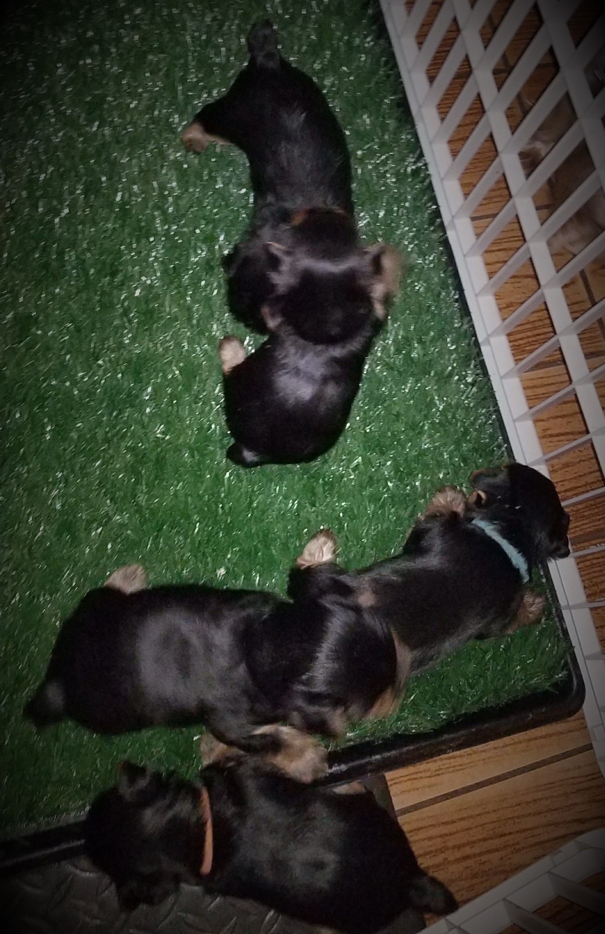 2018 Litter ( all 5 - 4 Show Hopeful)
