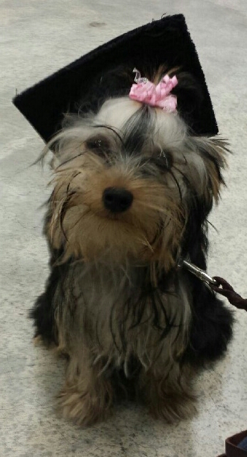 Gracie Lou Puppy Graduation