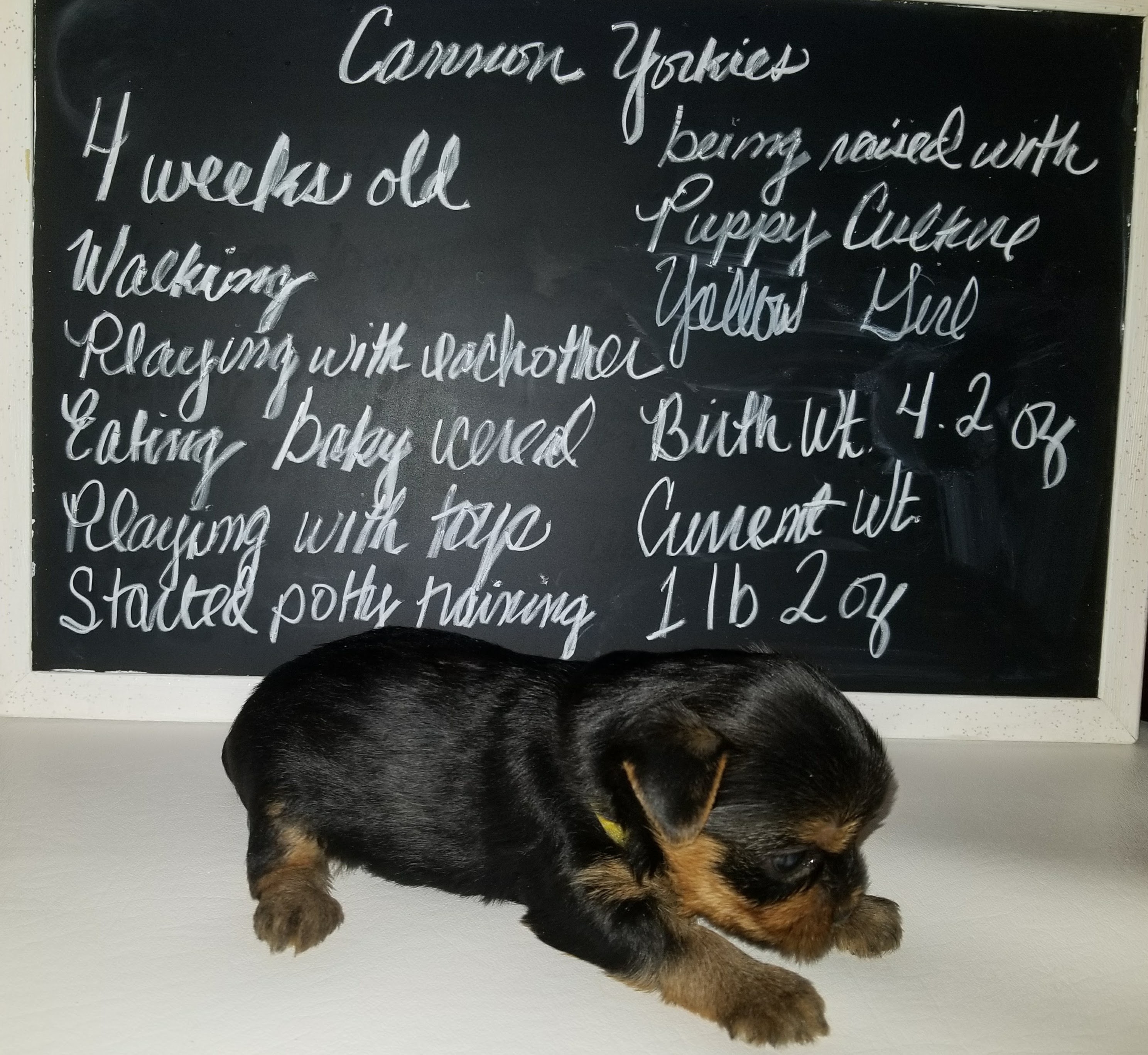 Yellow Girl aka Dakota at 4 weeks 2018 (Show Hopeful)