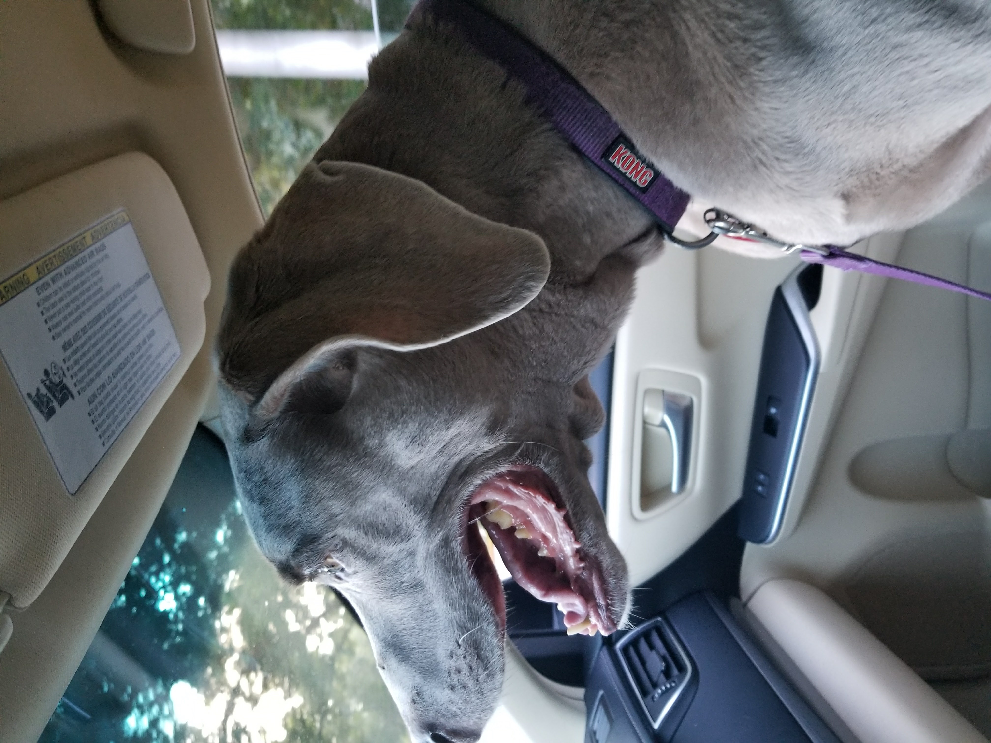 Amber (RIP) on Car Ride 2017