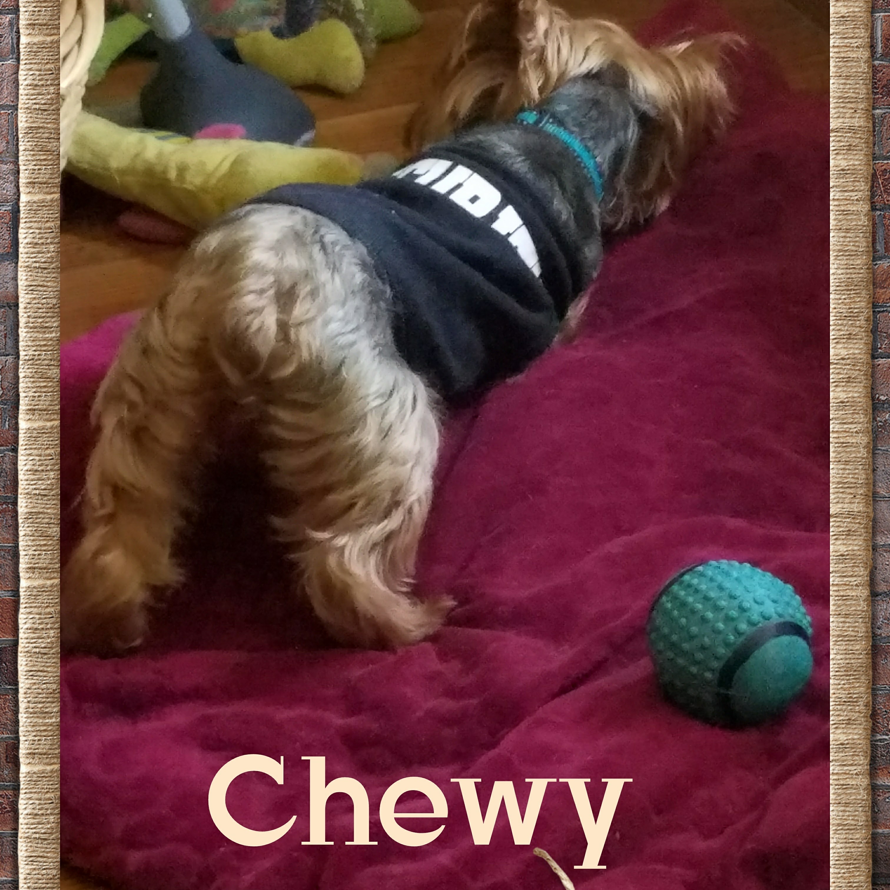 Chewy Security Shirt Playing 2017