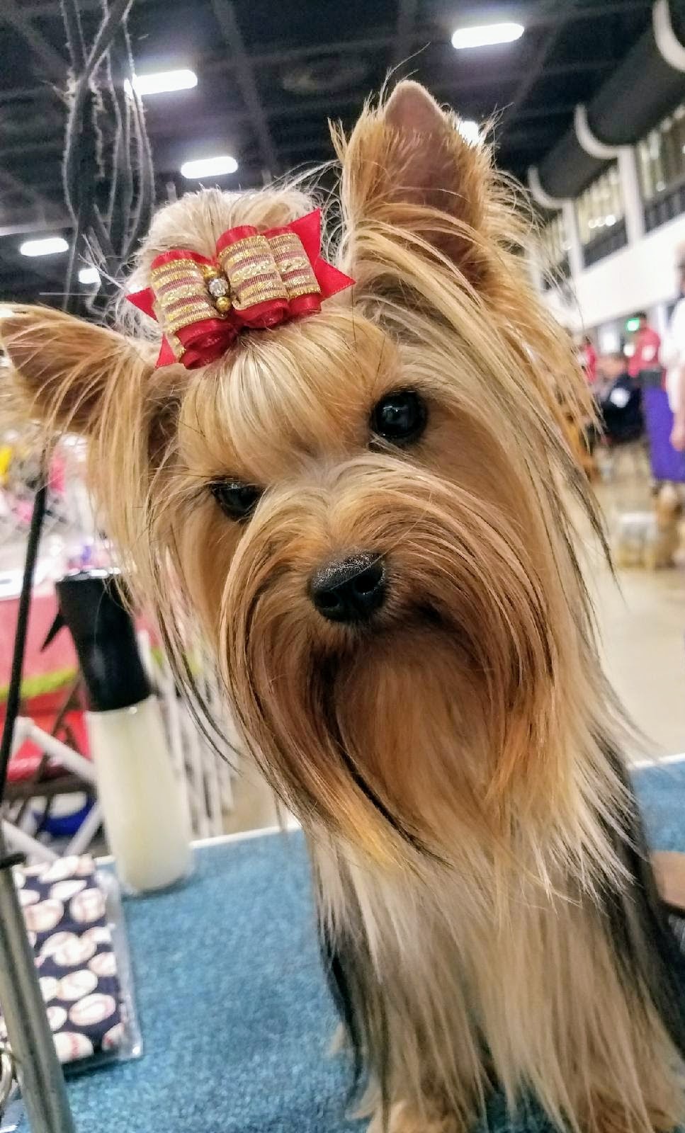 Angus at show with Top Knot and Bow - March 2017