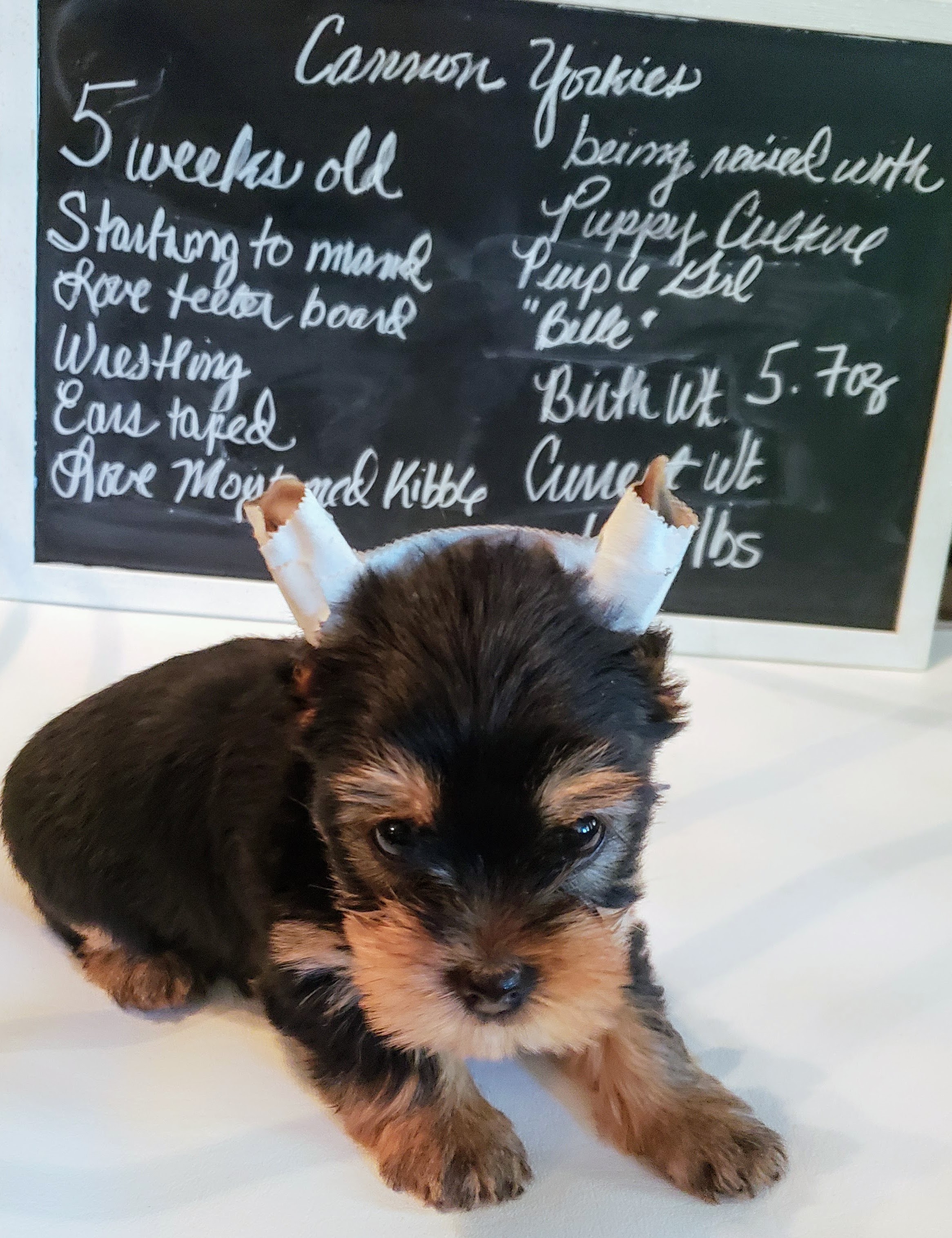 Belle at 5 wks - 2018 - (Show Hopeful)