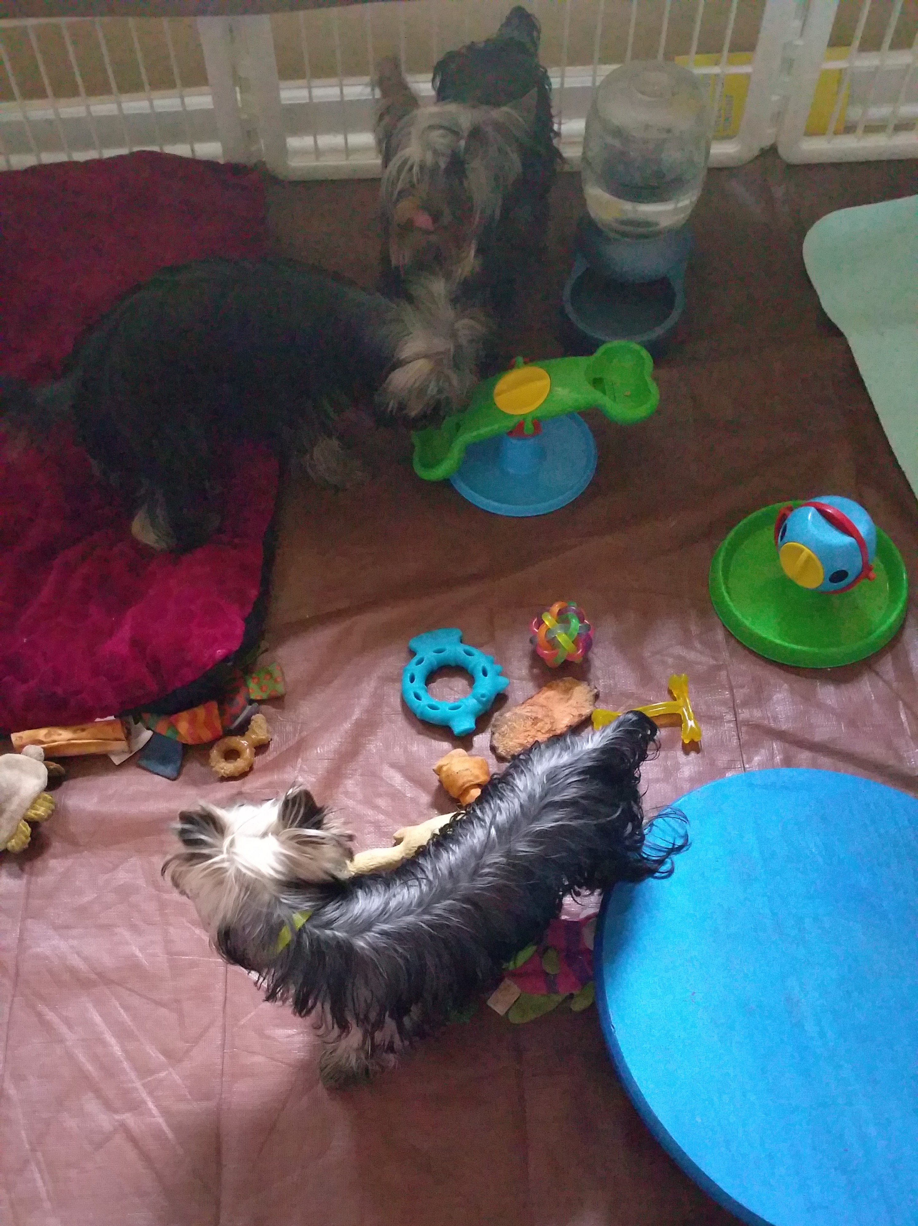 Gracie Lou first litter - figuring out reward puzzles