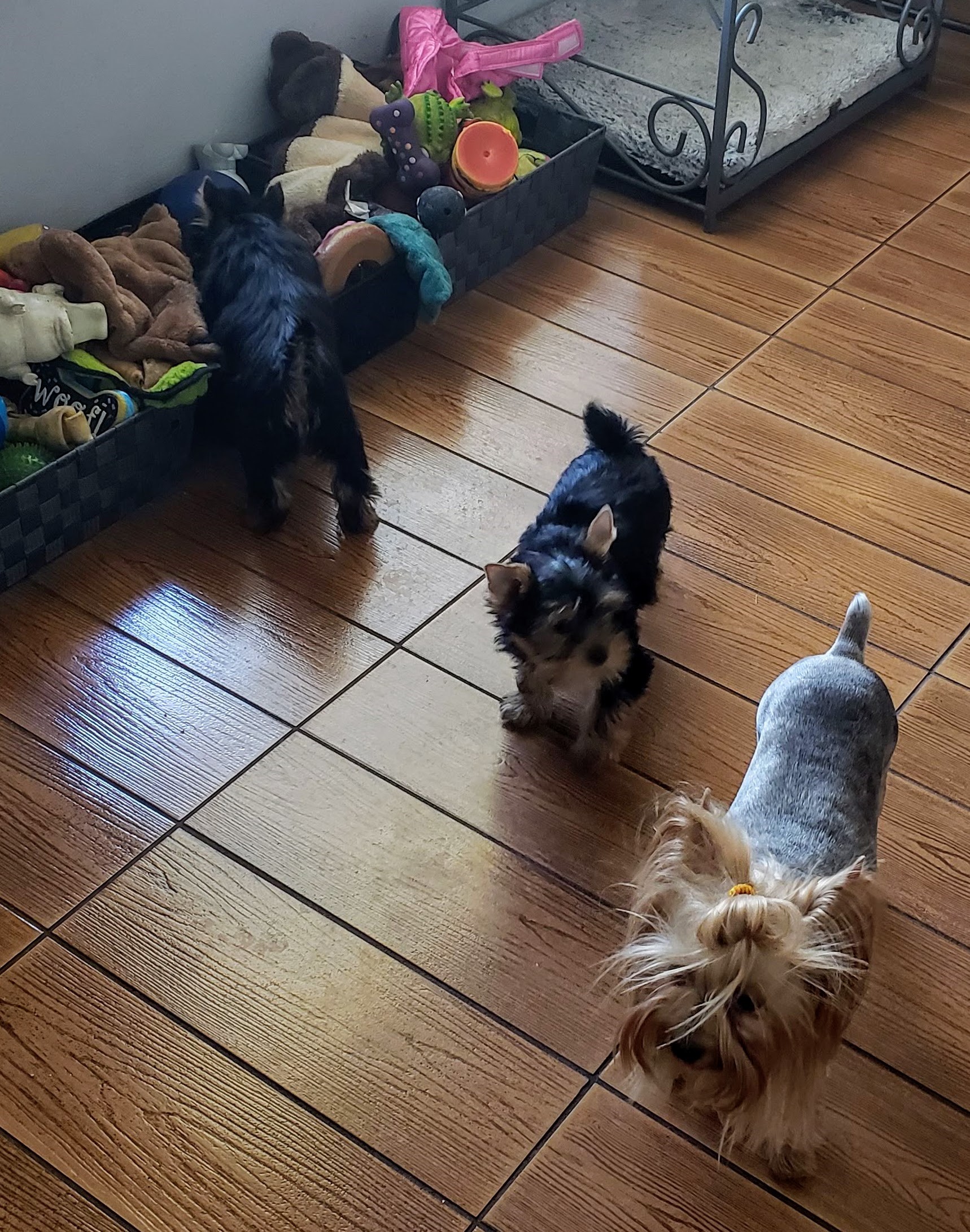 Gracie and puppies w toybox