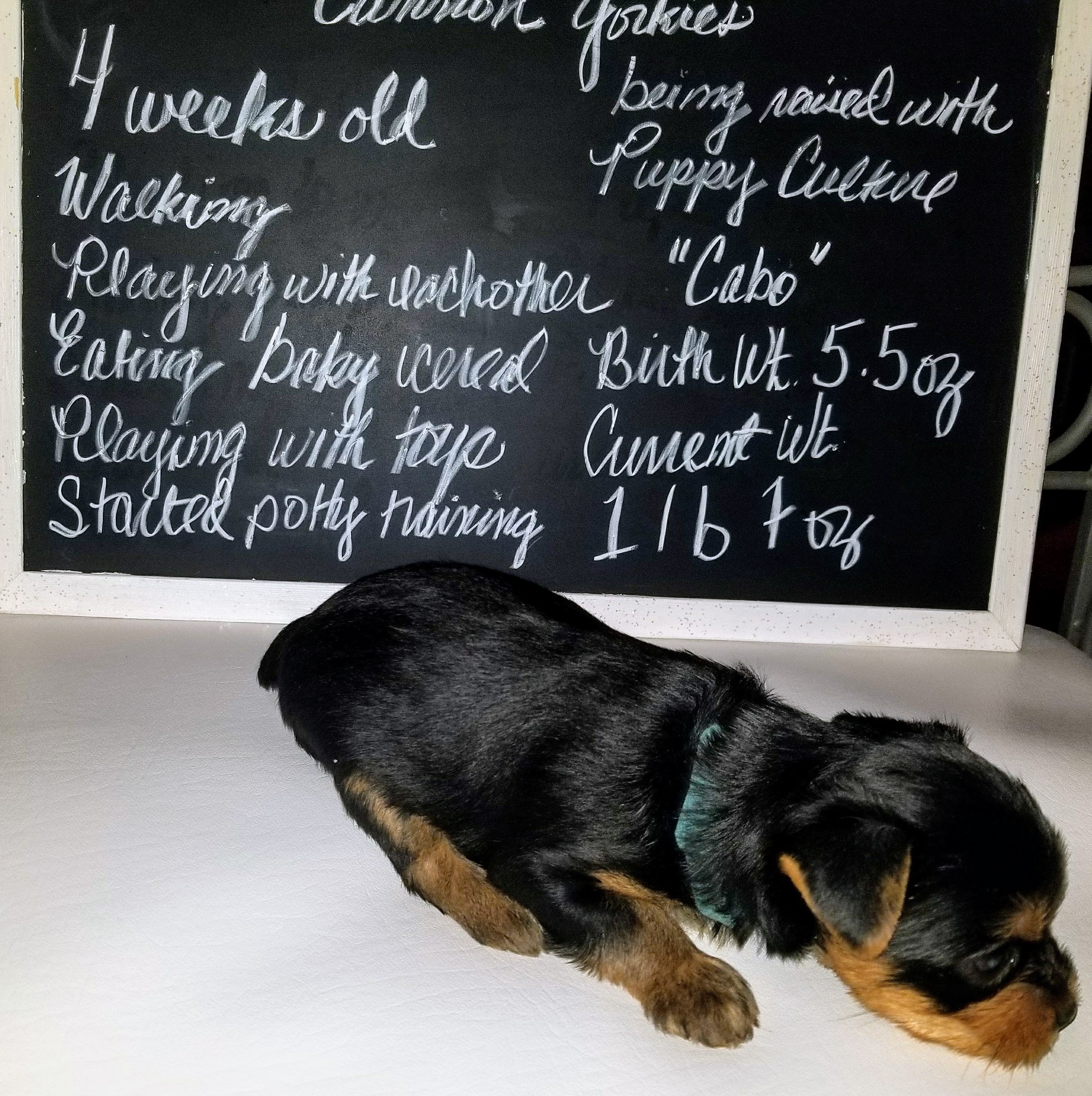 Cabo at 4 weeks - 2018 - (Successfully Homed & Future Sire)