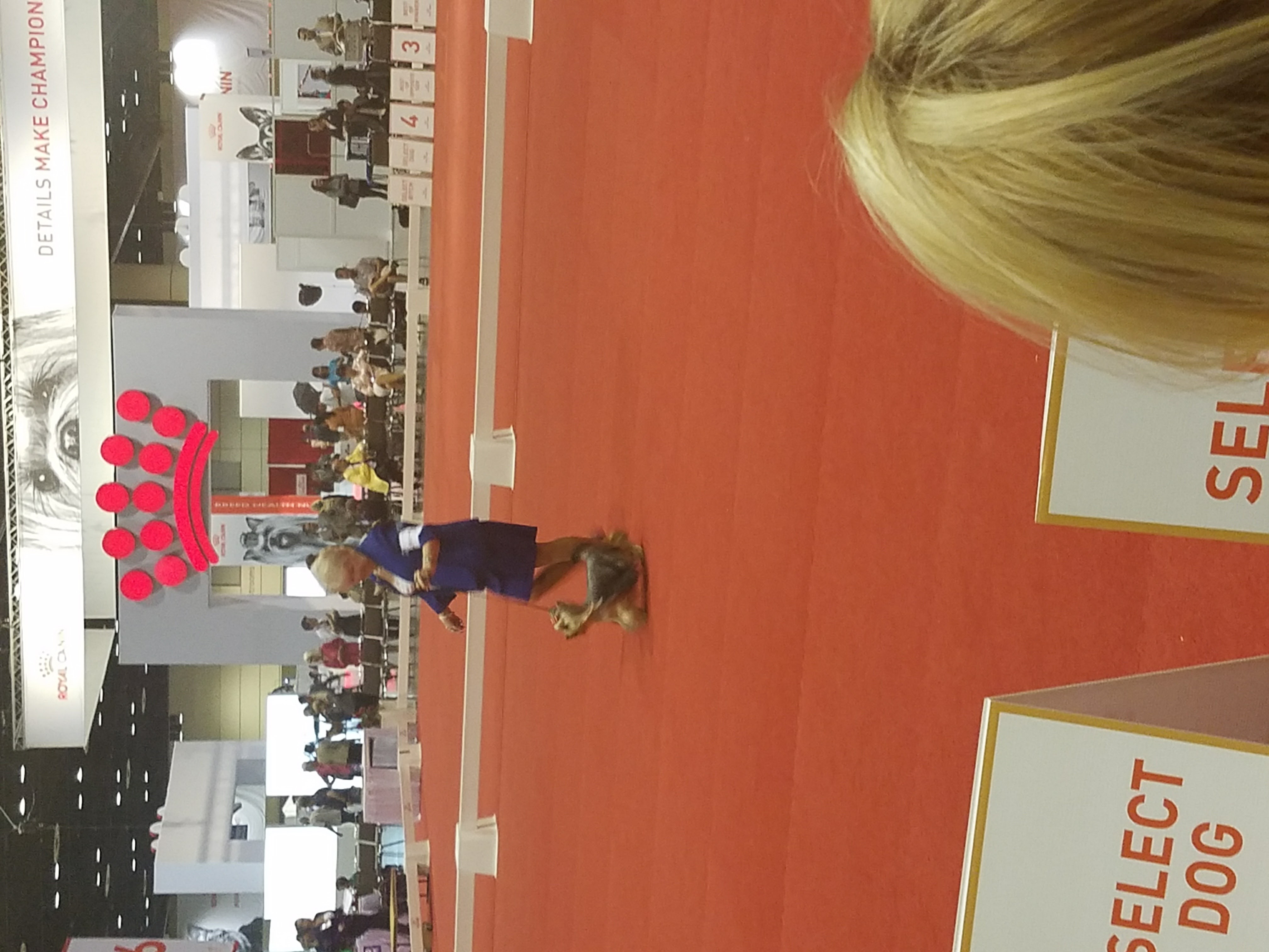 Hope at Royal Canin Dec 2016 shown by Barbara Biessel - Down and Back