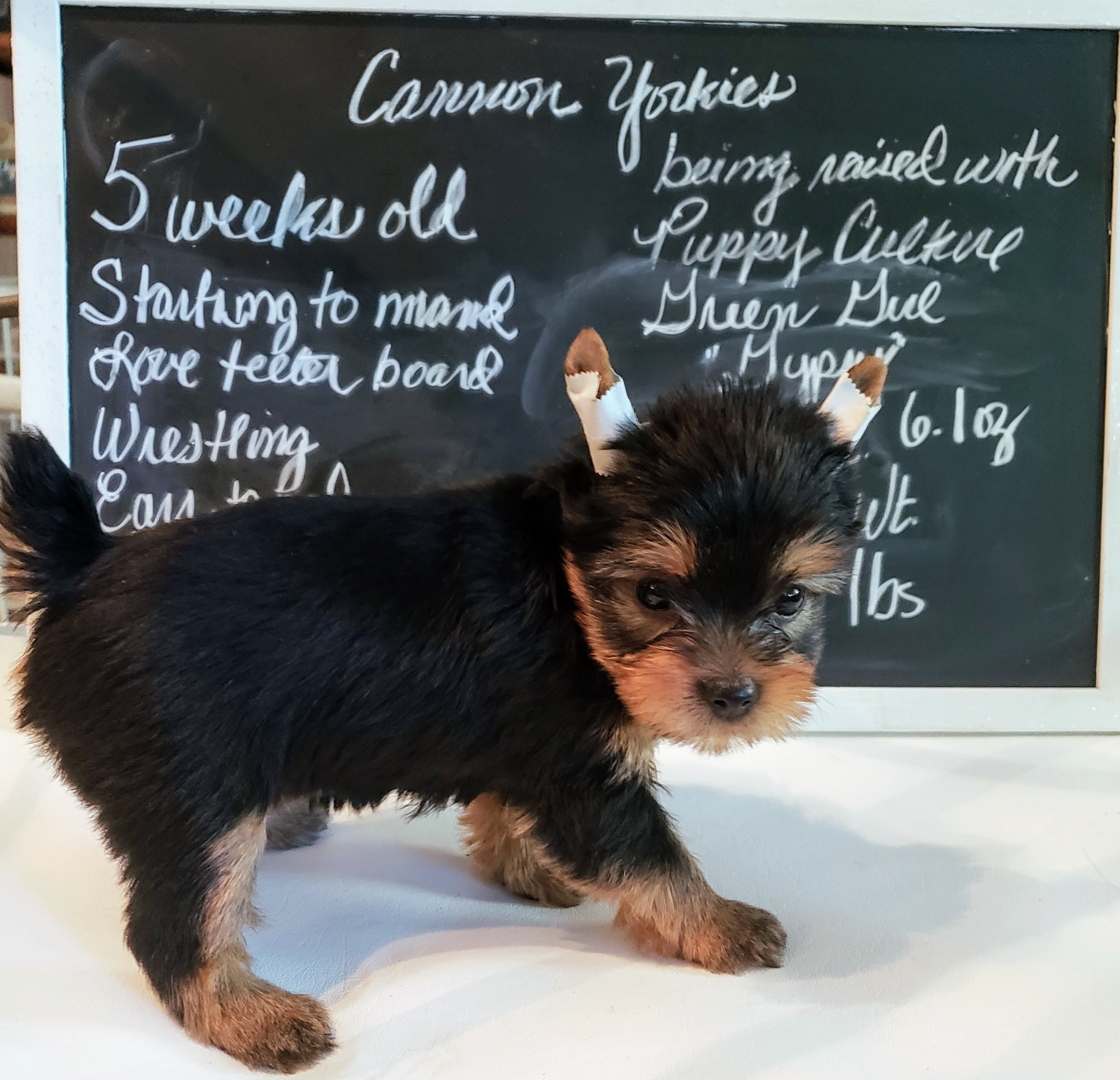 Gypsy at 5 wks old - 2018 (Show Hopeful)