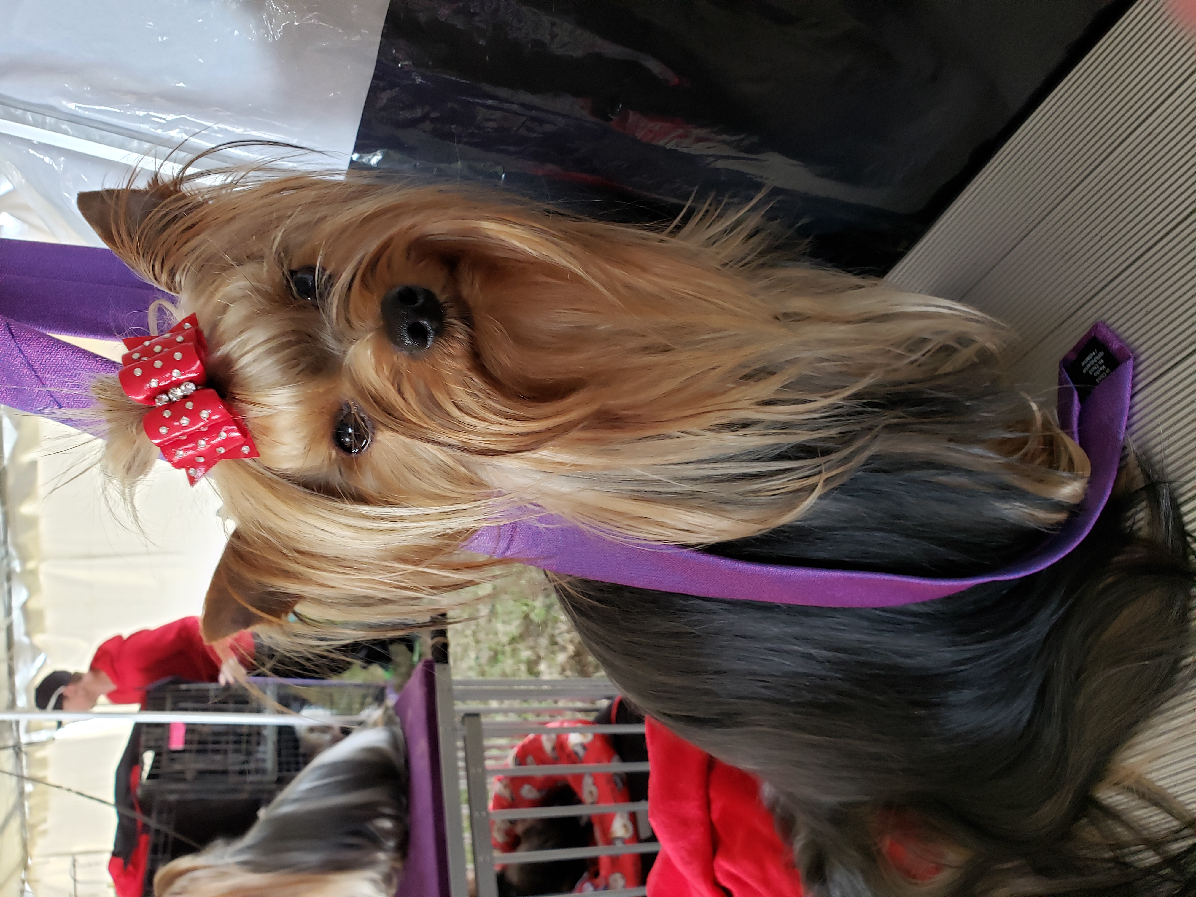 Angus in Brooksville on Trolley with Mike's Tie