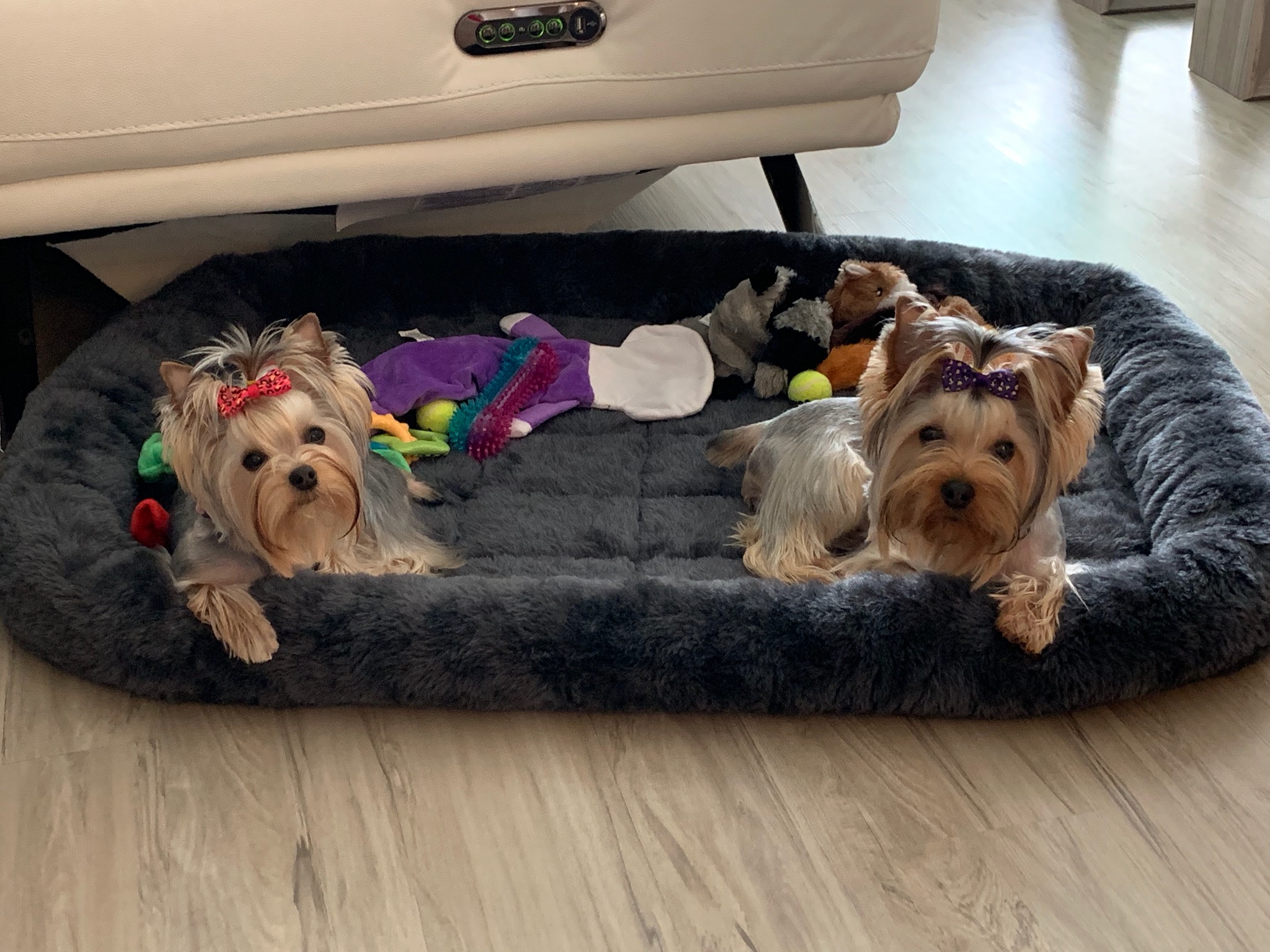Belle & Indie in Bed at New Home