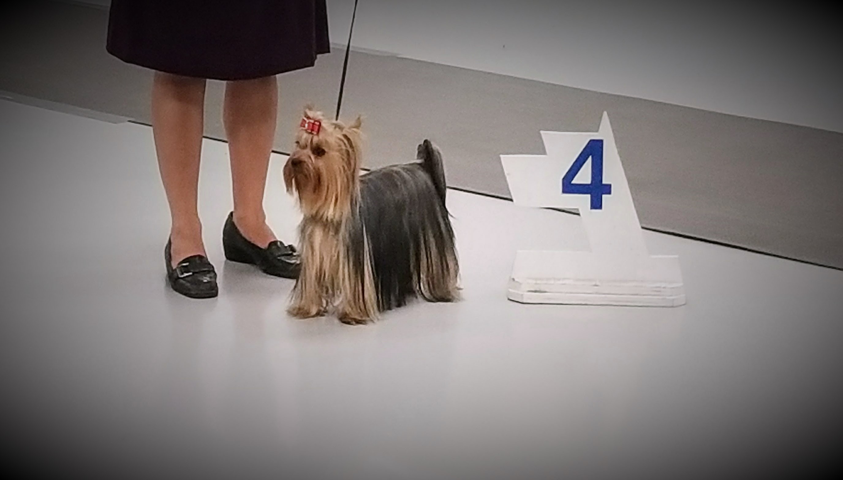 Hope - Group 4th Owner-Handler