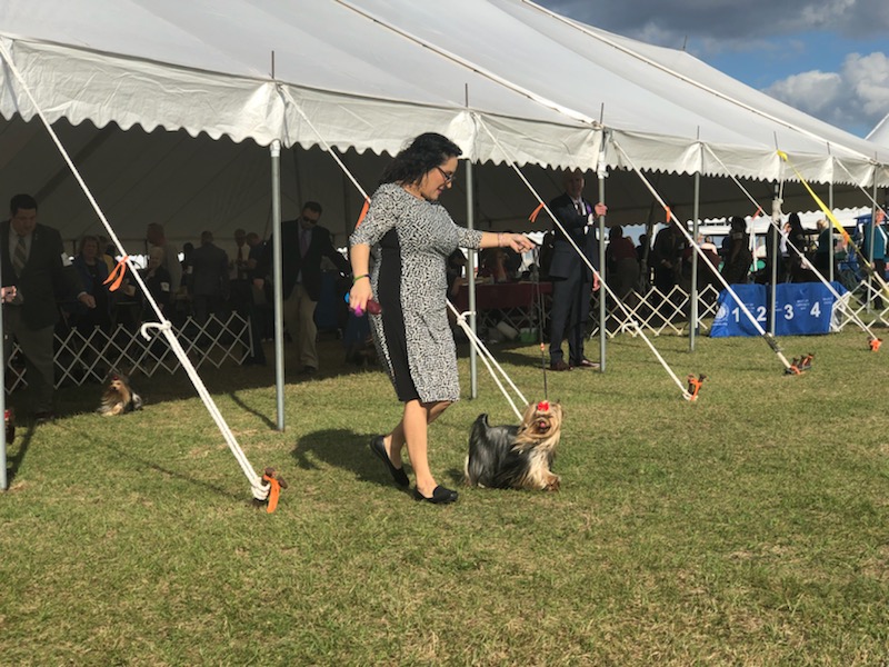 More Brooksville Show Pics