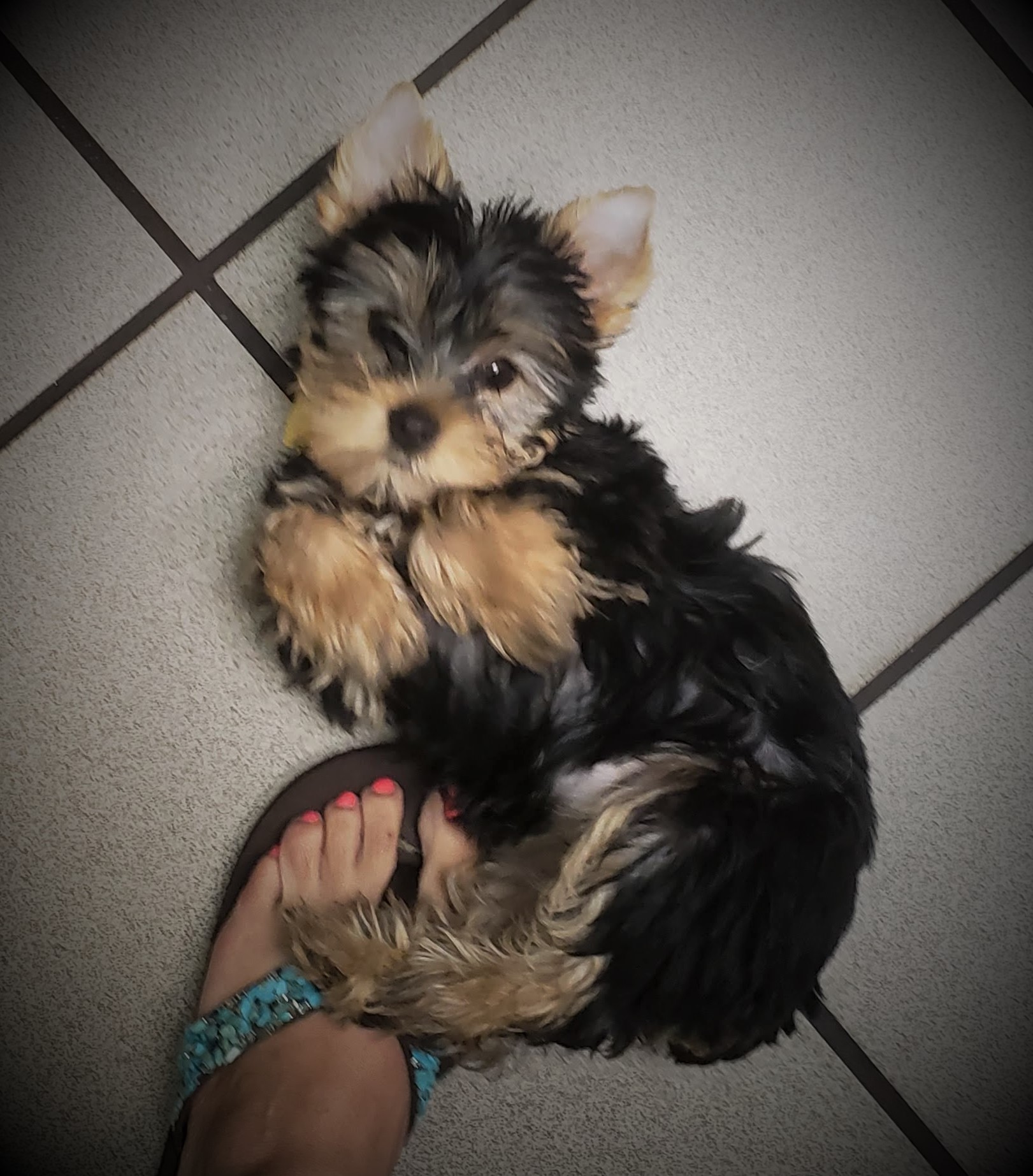 Puppy at Vet (Show Hopeful)