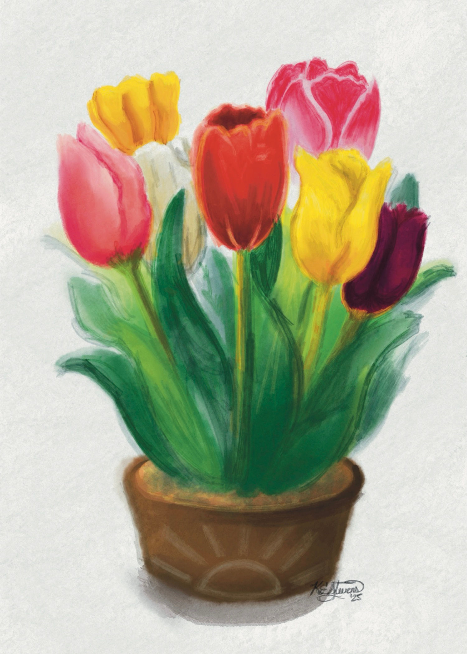 potted tulips