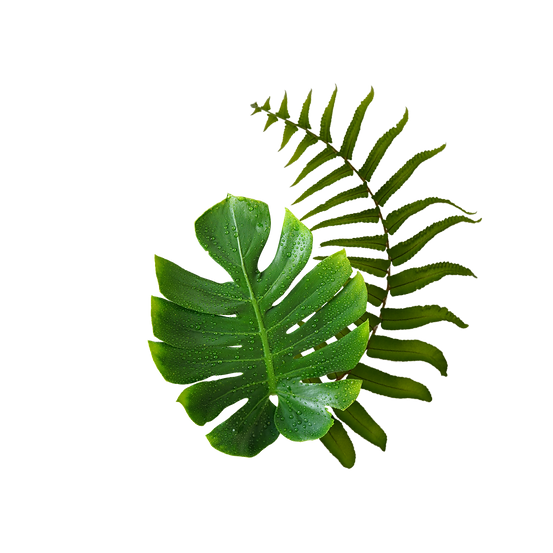 5.png