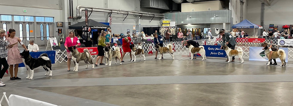 Best of Breed Ring show 2