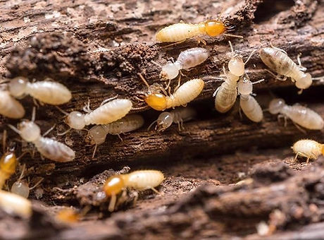 Termites_edited.jpg