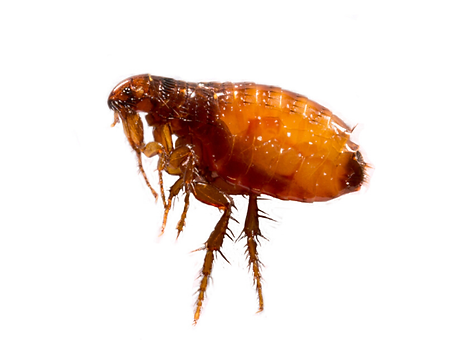 Fleas.PNG