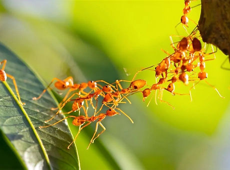 ants_edited.jpg