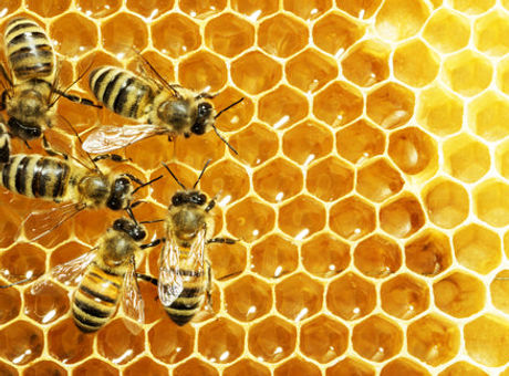 bees.JPG