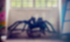 spider in uzerch