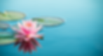 Flor de lotus