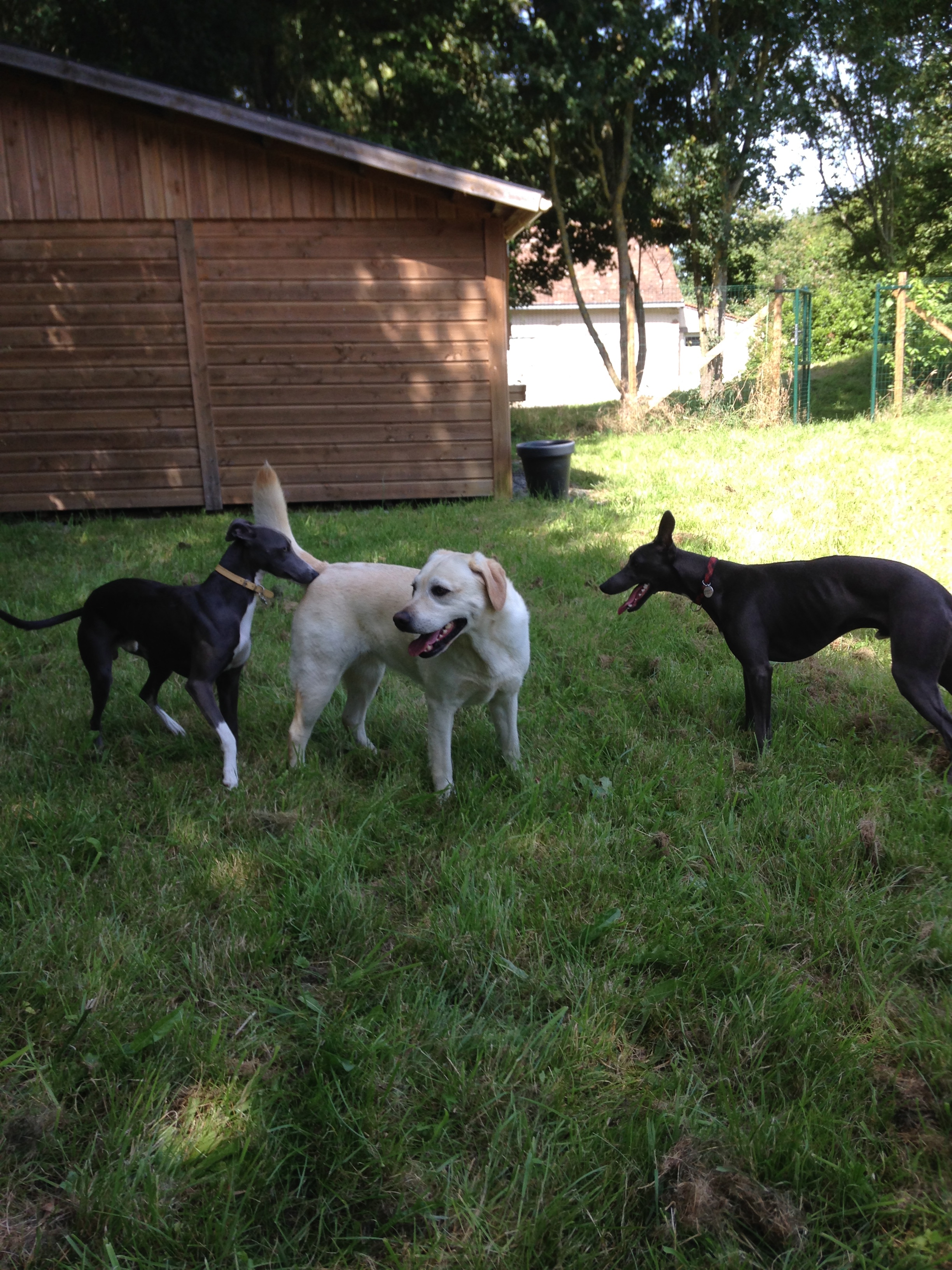 dressage chien le mans