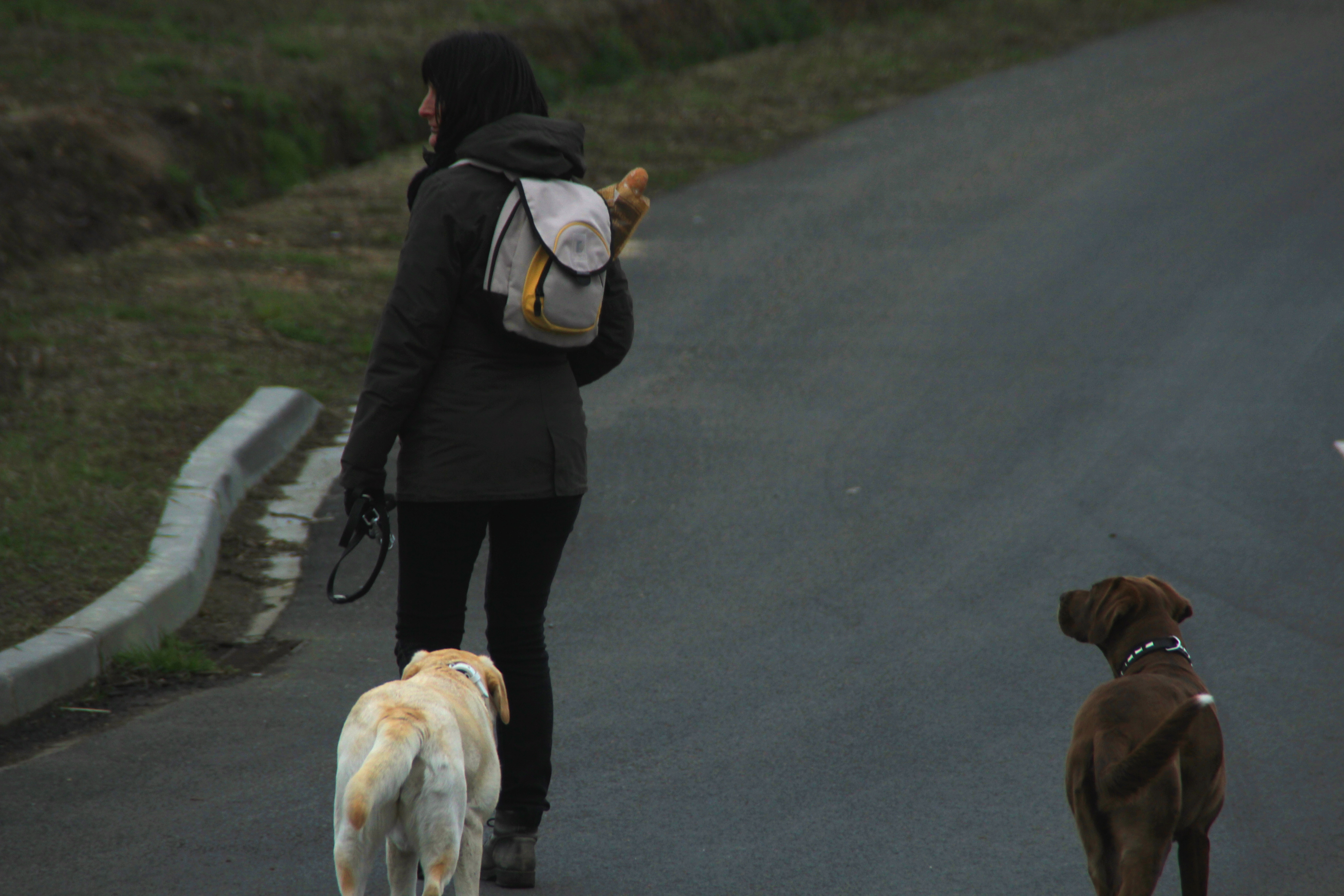 dressage chien le mans