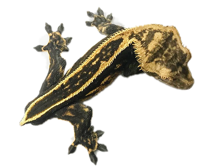 New Composition_2019-02-26 13-39-48.png