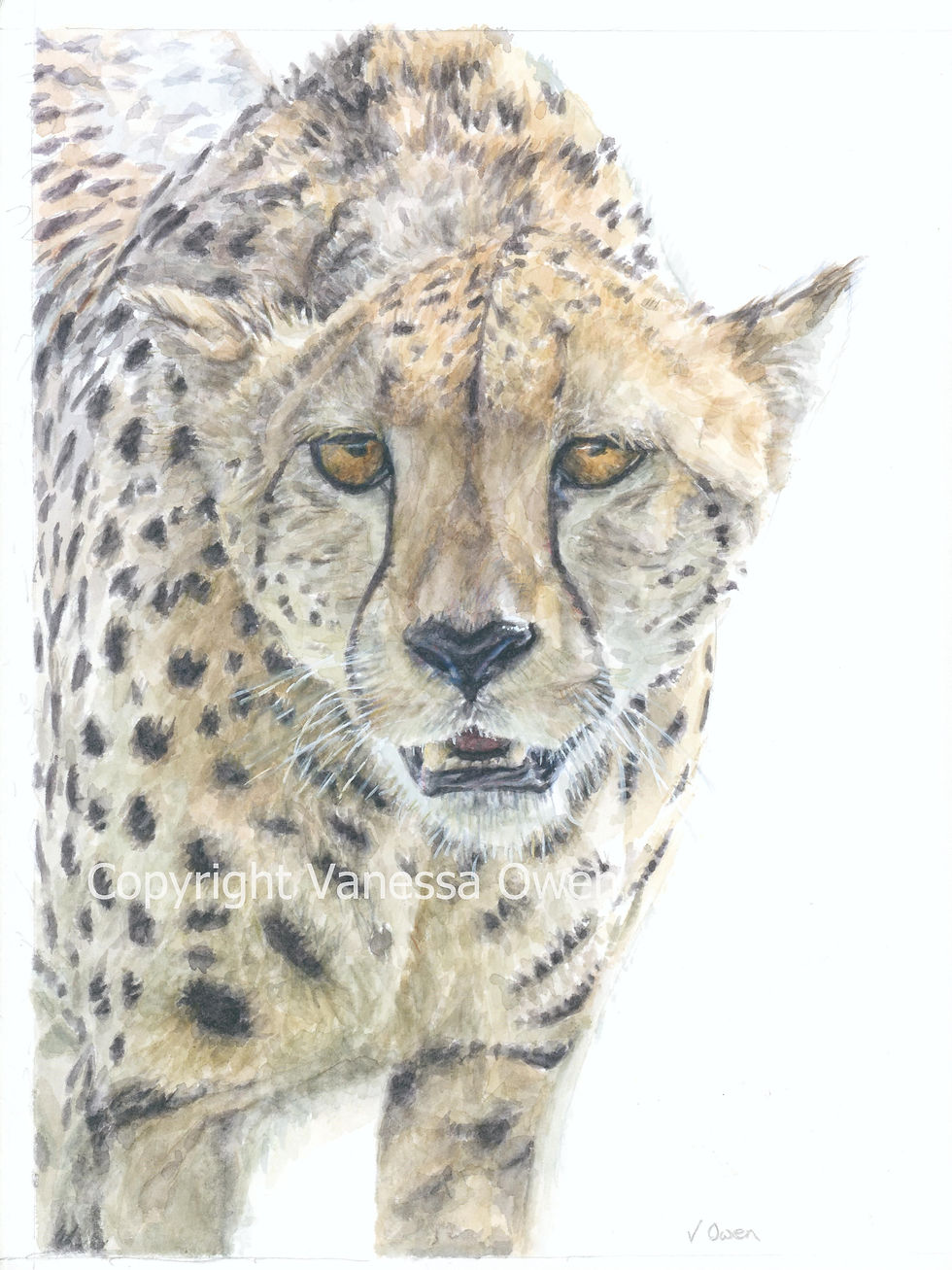 Cheetah 'Cooling Off' (Ltd Edition)