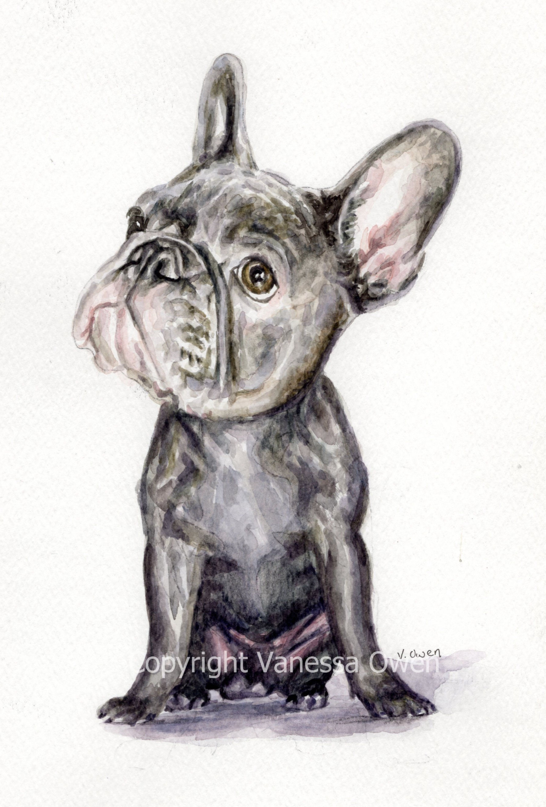 Watercolour painting of a caricature illustration of a black French bulldog.